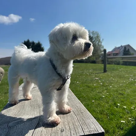 Landferienhaus Sonnenblume